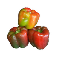 Capsicum Mixed Coloured (PER KILO)